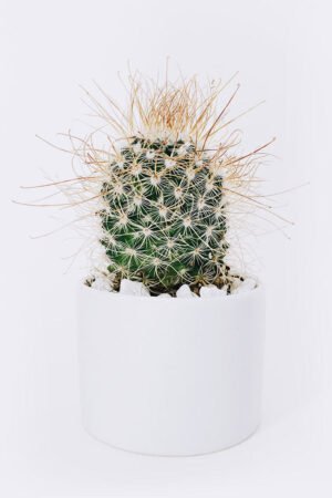 cactus3 free img