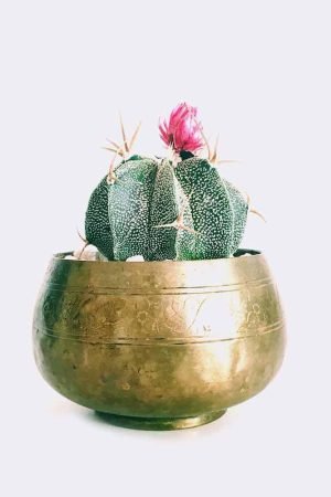 Home cactus6 free img