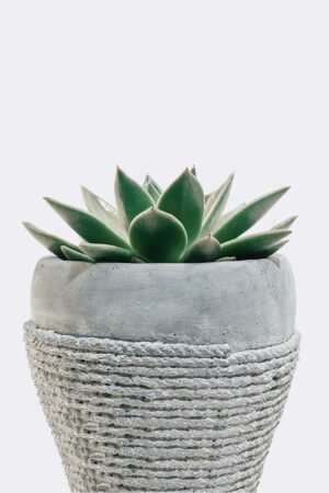 Home plant5 free img