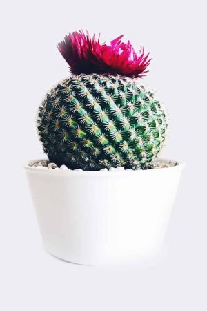 Home cactus4 free img