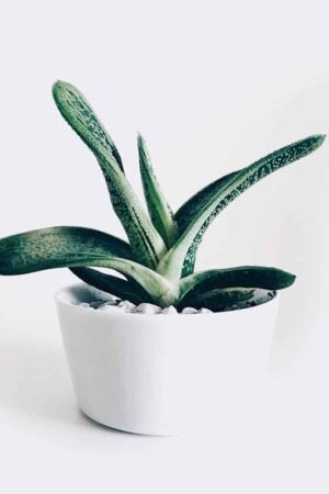 Home plant3 free img