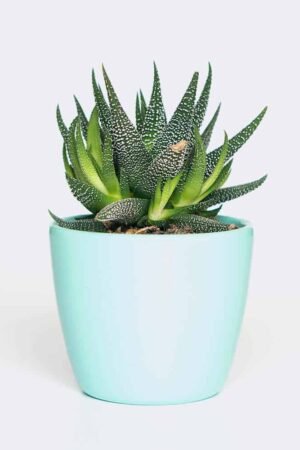 Home plant6 free img