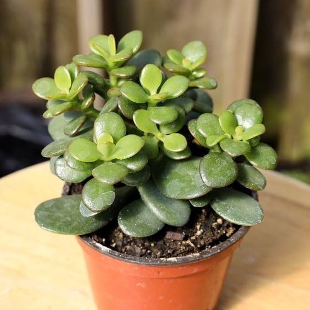 jade plant