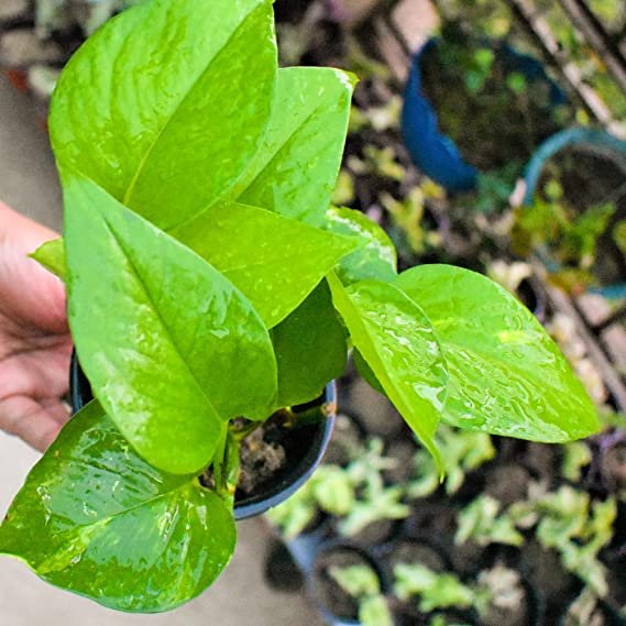 Money Plant