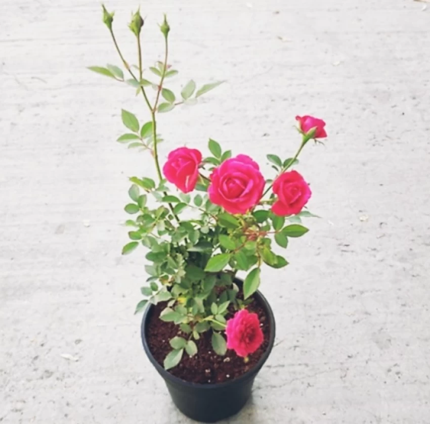 Rose Plant